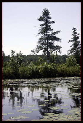 View from the Canoe - Carlton Pond Waterfowl Production Area