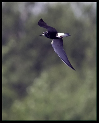 Black Tern - Carlton Pond Waterfowl Production Area