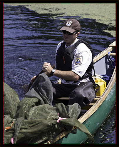 Steve Agius & Bio-control Beetles - Carlton Pond Waterfowl Production Area