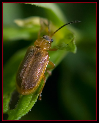 Galecucella Beetle