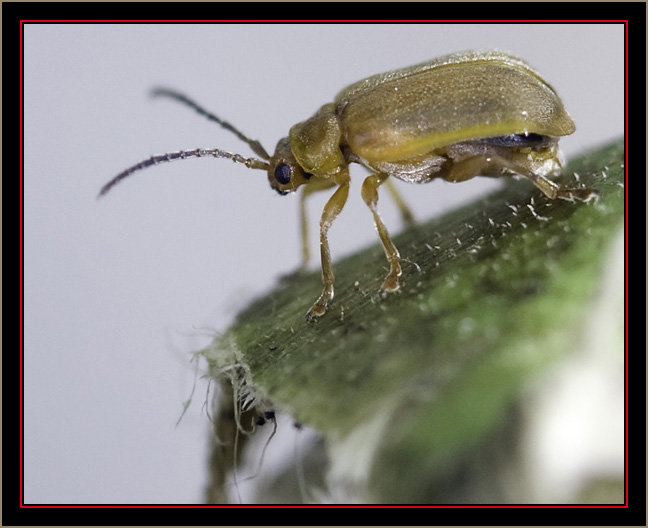A Bio-control Beetle (Galecucella calmariensis) Close Up