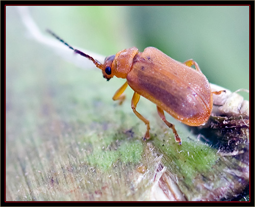 Galecucella Beetle