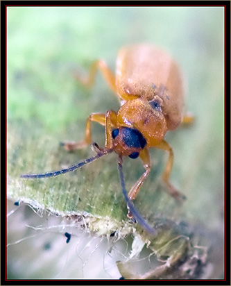 Galecucella Beetle