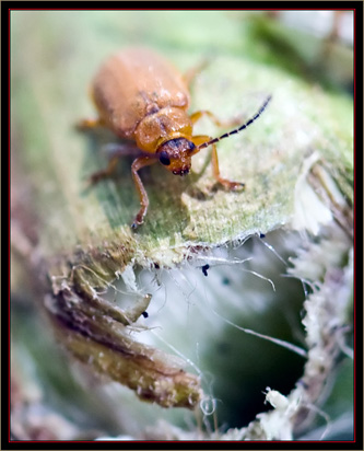 Galecucella Beetle