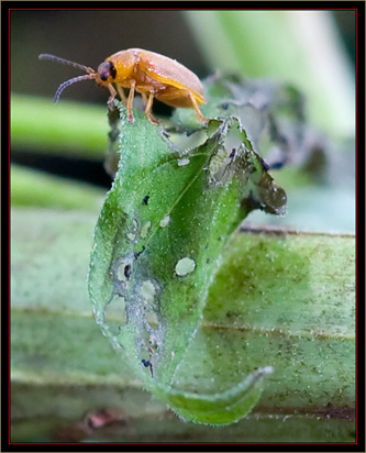 Galecucella Beetle