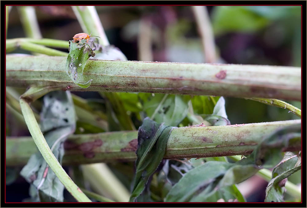 Galecucella Beetle