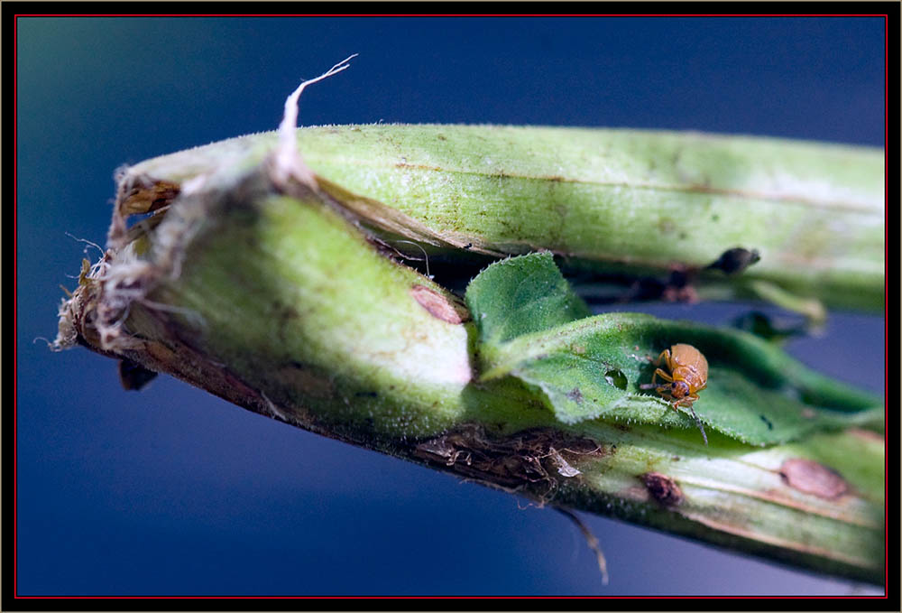 Galecucella Beetle