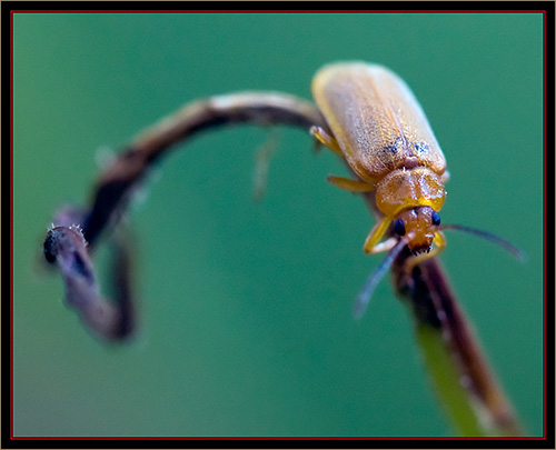 Galecucella Beetle