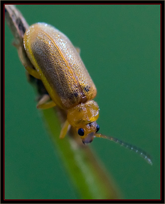 Galecucella Beetle