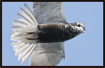 Black Tern - Carlton Pond Waterfowl Production Area