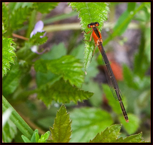 Rambur's Forktail