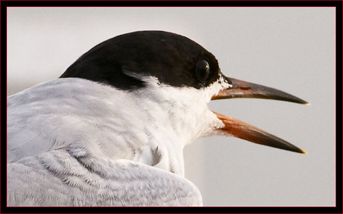 Forster's Tern