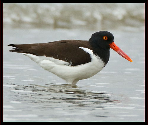 American Oystercatcher