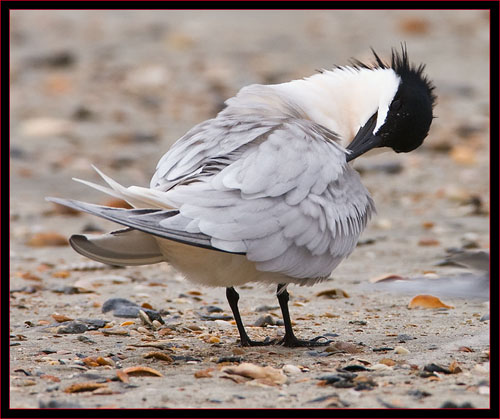 Sandwich Tern