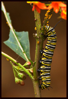 Monarch Caterpillar