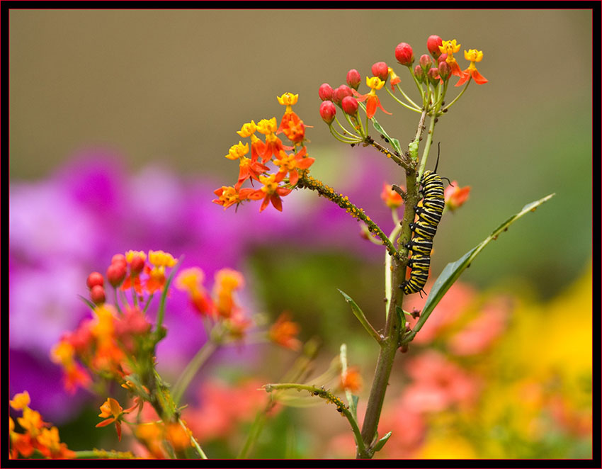 Monarch Caterpillar, Aphids and Flowers