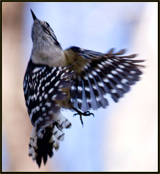 Downy Woodpecker