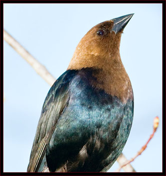 Brown-headed Cowbird