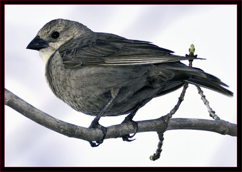 Brown-headed Cowbird - female