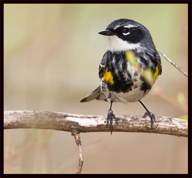 Yellow-rumped Warbler