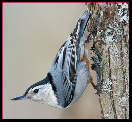 White Breasted Nuthatch