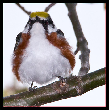 Chestnut-sided Warbler