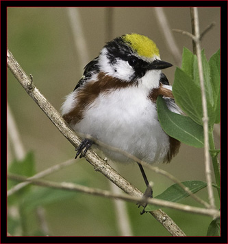 Chestnut-sided Warbler