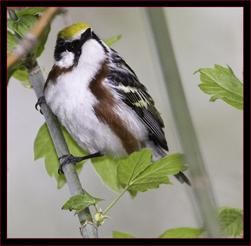 Chestnut-sided Warbler