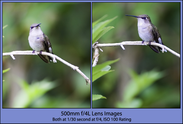 Ruby-Throated Hummingbird