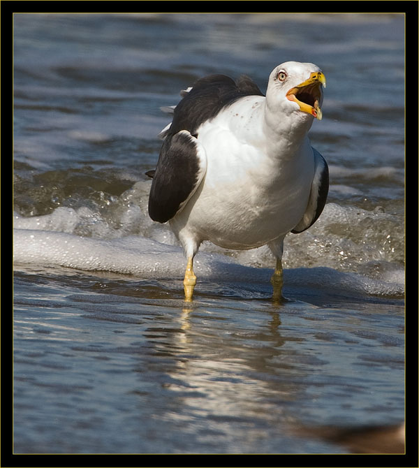 Herring Gull