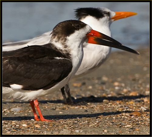 Black Skimmer