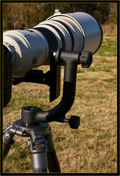 600mm lens on Wimberley Head II