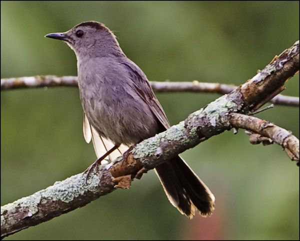 Catbird on Perch