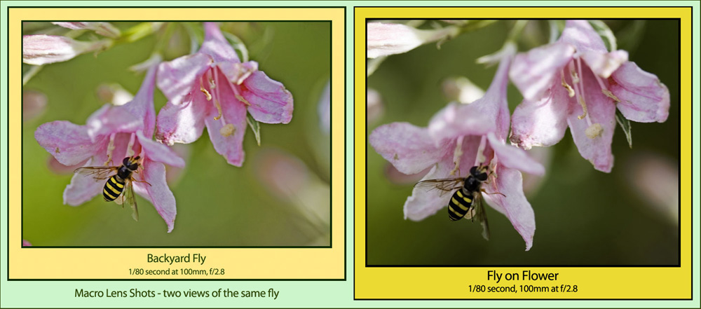 Macro Images - A Backyard Fly