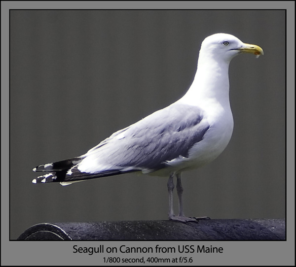 Seagull Fullview