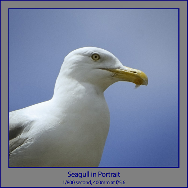 Seagull in Portrait