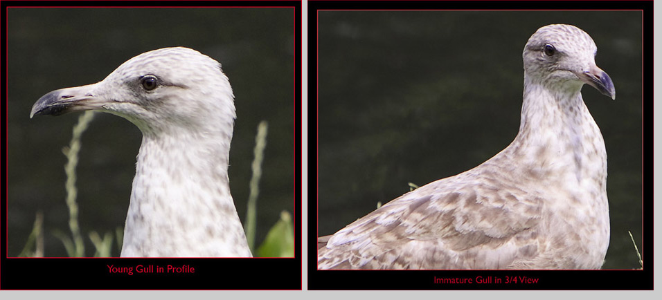 Seagull Close-ups