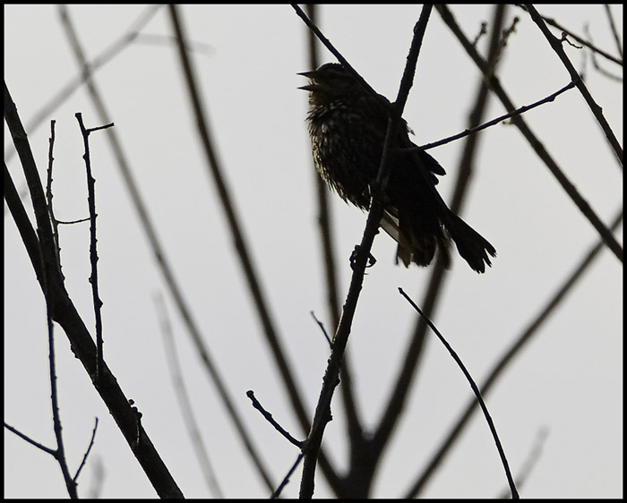 Morning Sparrow