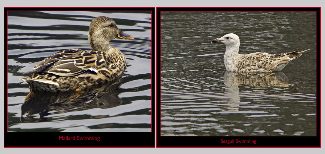 Water Birds