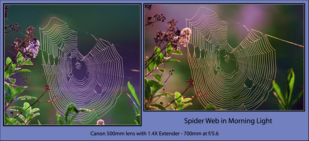 Spider Web in Morning Light