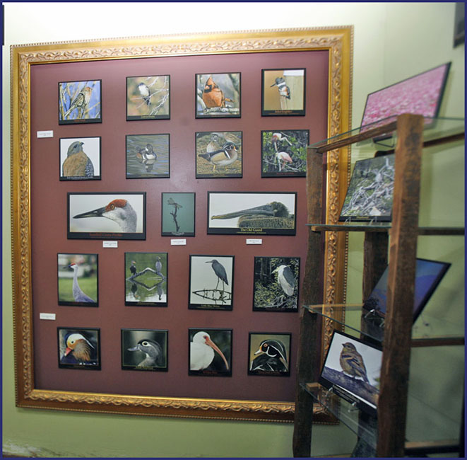 Bird Images on Display