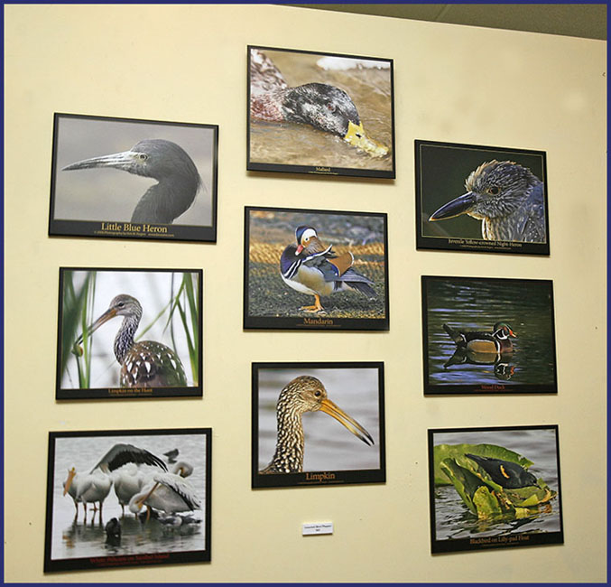 Bird Images on Display