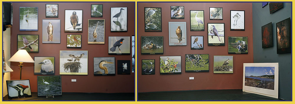 Some of the Bird Images - Kiro Exhibit at Casco Bay Frames