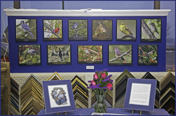 Bird Images on Display near the storefront