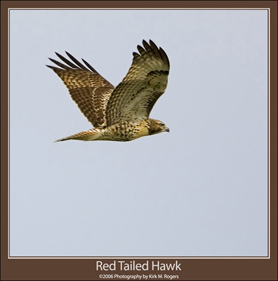 Red-Tailed Hawk