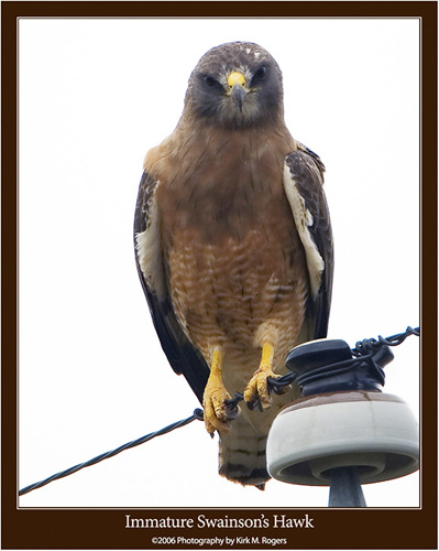 Young Swainson's Hawk