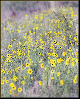 Black-eyed Susans