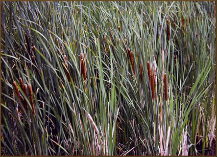 Cattails Along the Lake