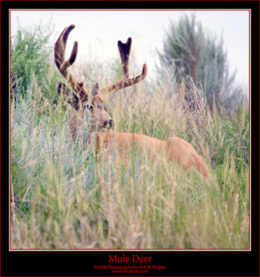 Mule Deer