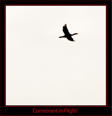 Cormorant Silhouette